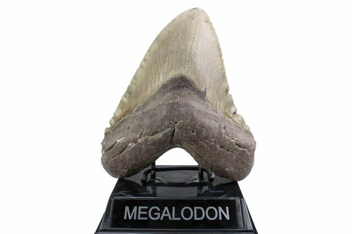 Huge, Fossil Megalodon Tooth - North Carolina #381347